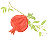 pomgranate