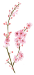cherry branch