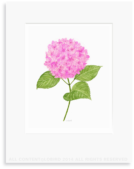 Pink Hydrangea