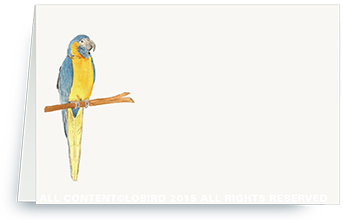 macaw