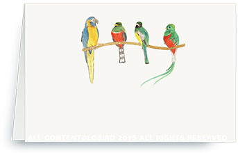 macaw