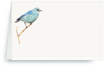 Mountain Blue Bird