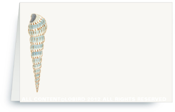 cone shell