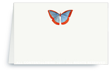 butterfly