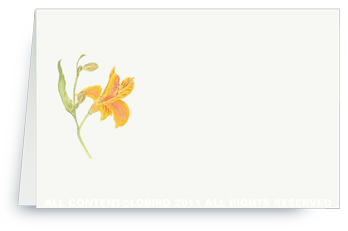 lily