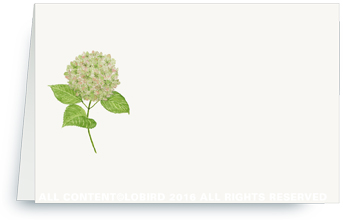 Pink Hydrangea
