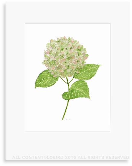 Pink Hydrangea